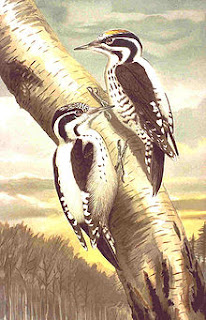 http://en.wikipedia.org/wiki/Eurasian_Three-toed_Woodpecker