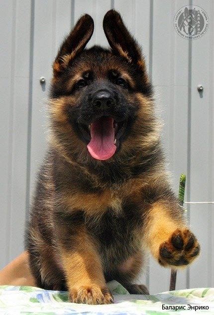 cute baby german shepherd