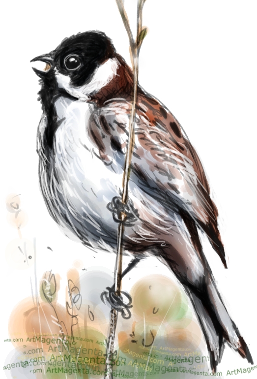 Reed Bunting Reed Bunting sketch painting. Bird art drawing by illustrator Artmagenta