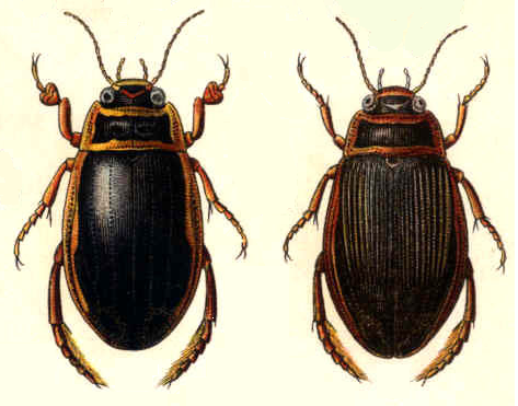 Características, reprodução, alimentação e distribuição do Escaravelho aquático (Dytiscus marginalis)