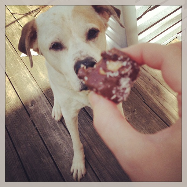 Urban Hounds Tasty TuesdayBluth Banana Bites for Dogs