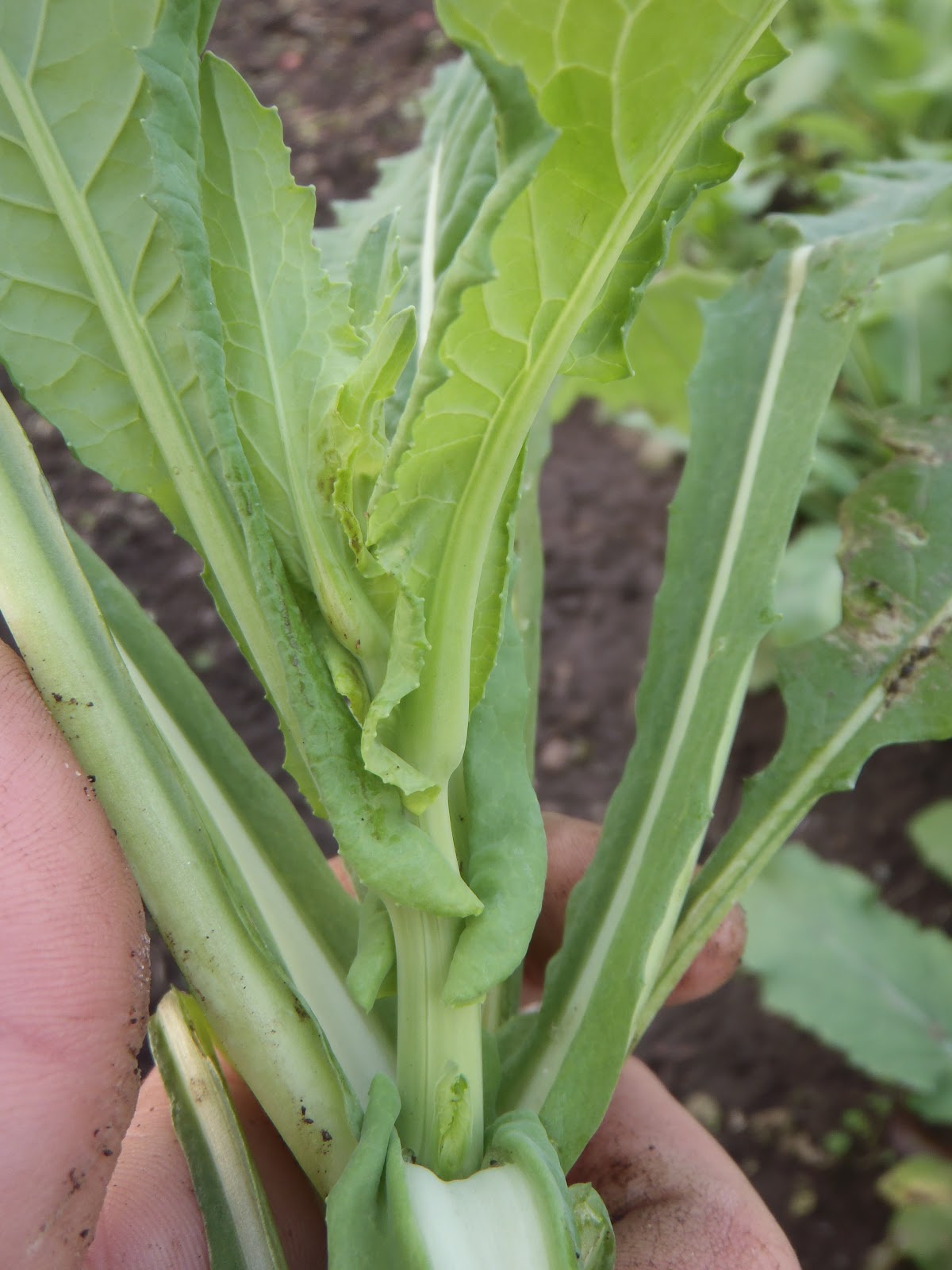 Have You Ever Picked A Carrot? Turnips Timing How choosing when to