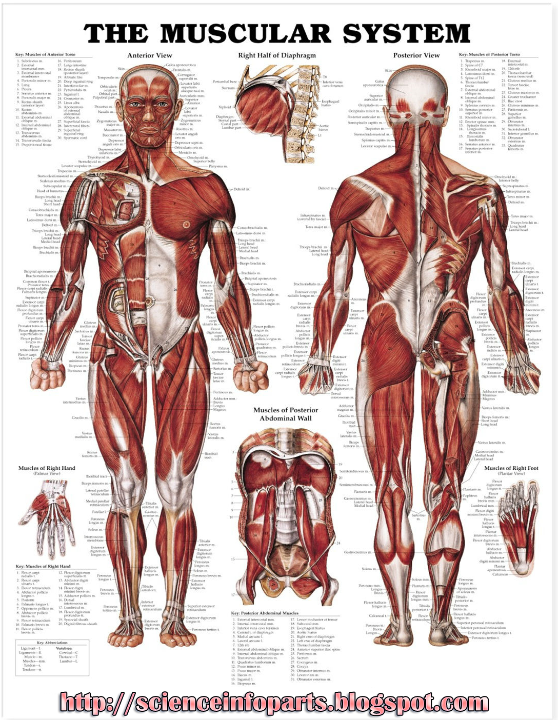 Muscular System | Science, Biology,Human and Body Parts Best Information