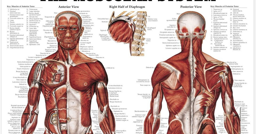 Muscular System | Science, Biology,Human and Body Parts Best Information