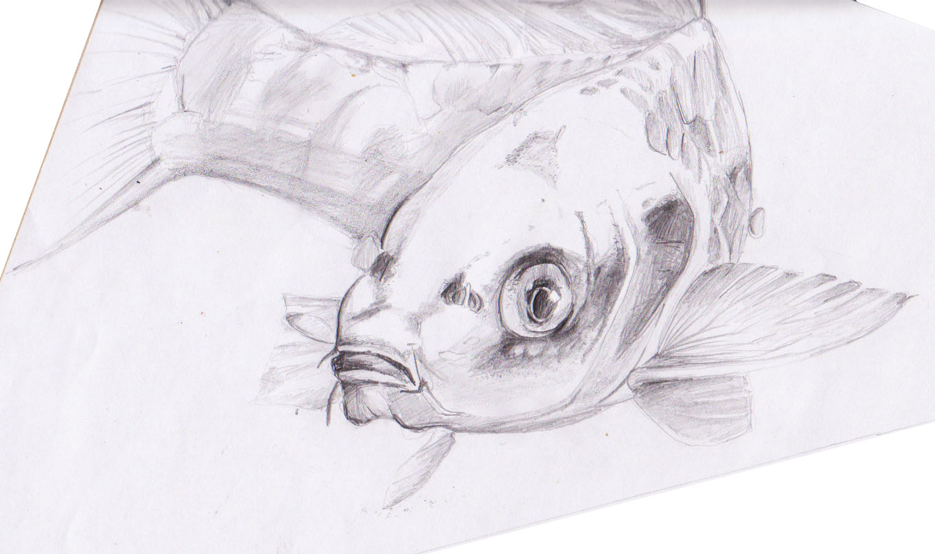 fish in pencil, finished