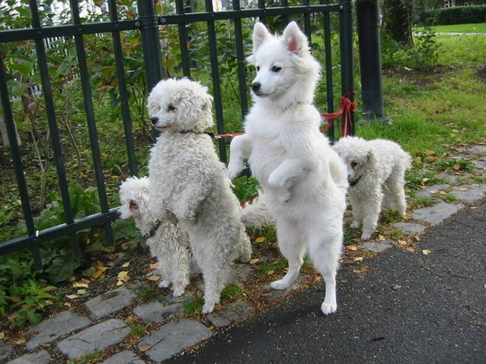 Dogs Walking on 2 Legs - Amazing Dogs Walking on 2 Legs - Amazing