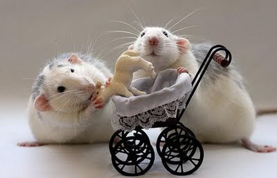 Funny Animals: Funny Mice Pictures,Images - Funny Mouse