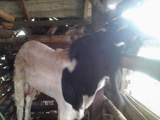 Price of My New Jamnapari Goat is 2.5 million Rupiahs English Dialogue, English For Business, English Speaking, Role Play, Spoken English, Goat Farming Business,