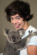 One Direction: Koala feliz en Australia (one direction koalas )