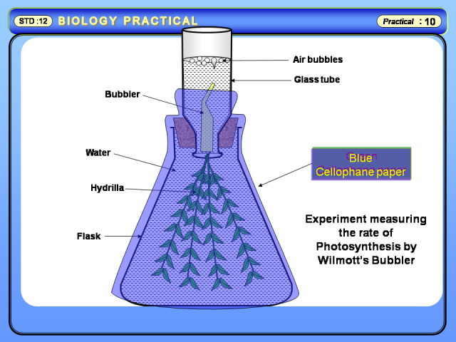 Cam photosynthesis picture