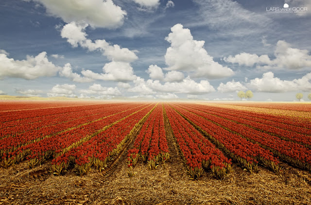 فن التصوير : جمال الطبيعة  Art Photography : The Beauty Of Nature   Tulips+%2526+Clouds