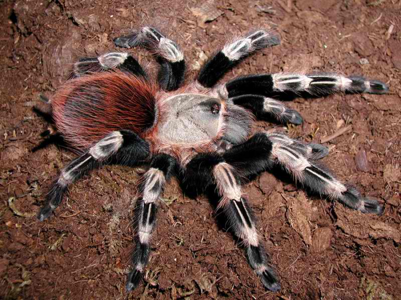 tarantula nhandu chromatus care sheet war_bringers blog taranchula care sheet