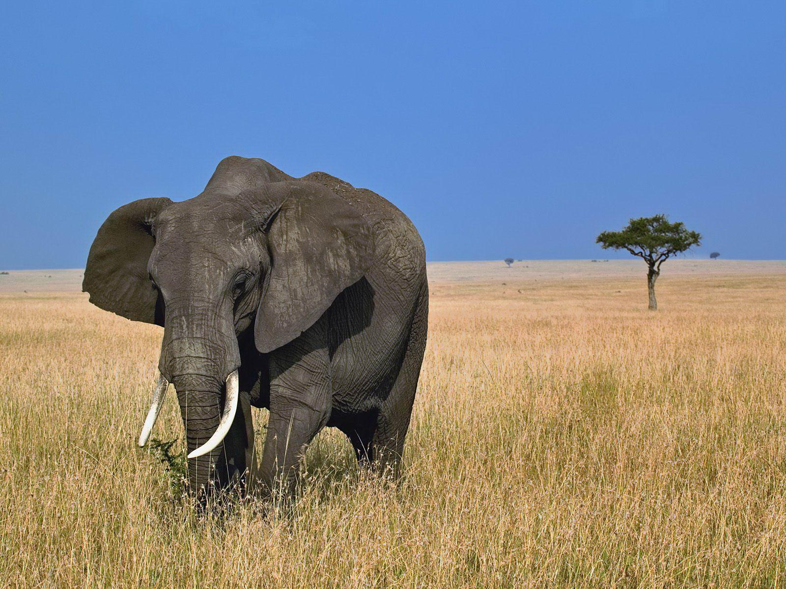 african elephant african elephant african elephant african elephant african elephant african elephant african elephant african elephant