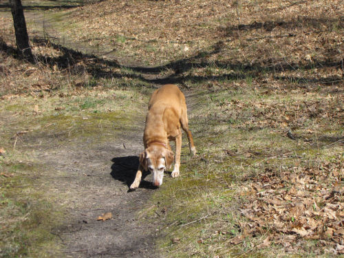 dog sniffing