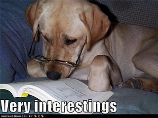 Funny DOG Pictures