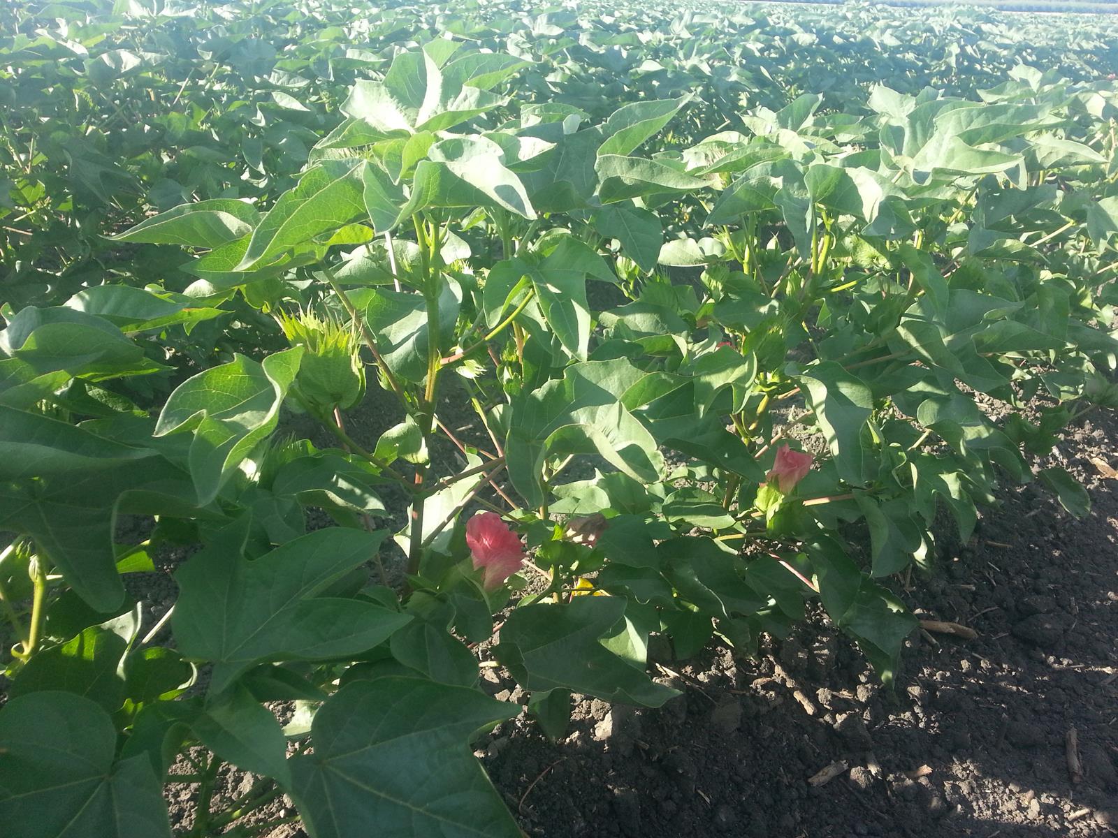 Sustainable Ag A View from the Field Here Are Some Easy Steps to