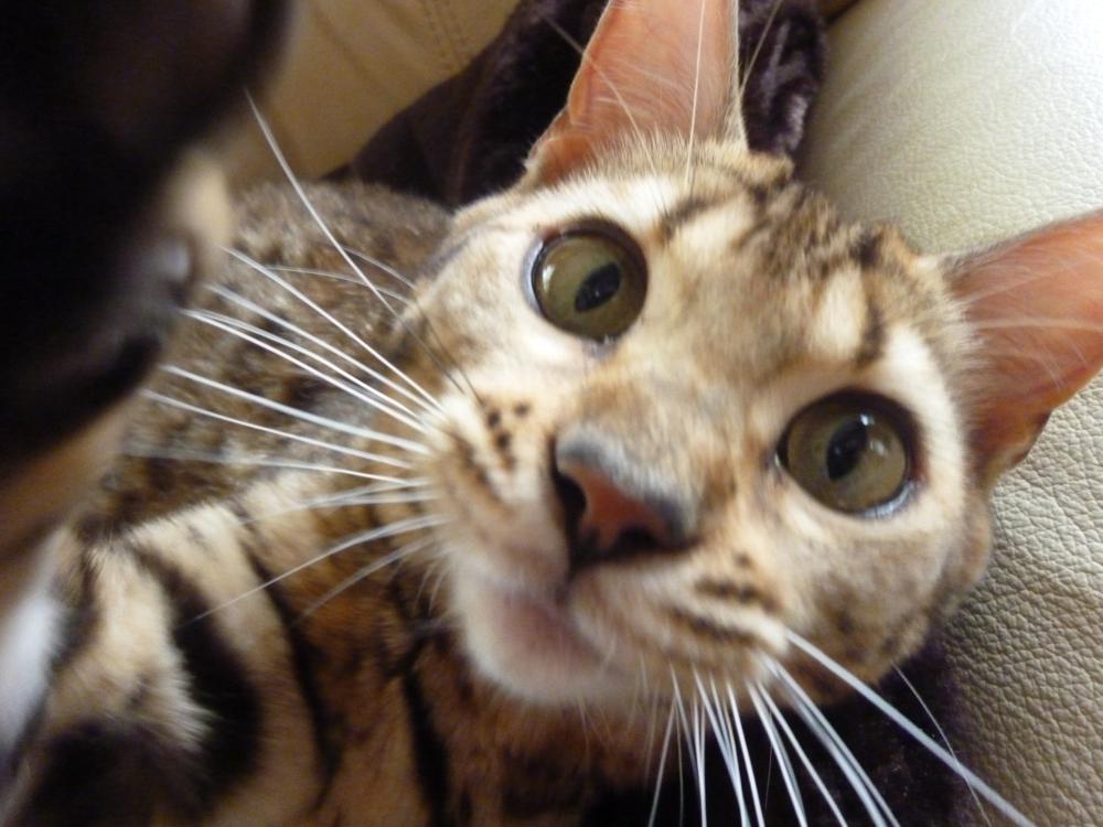 .Simply Me. Fly Catching Cat