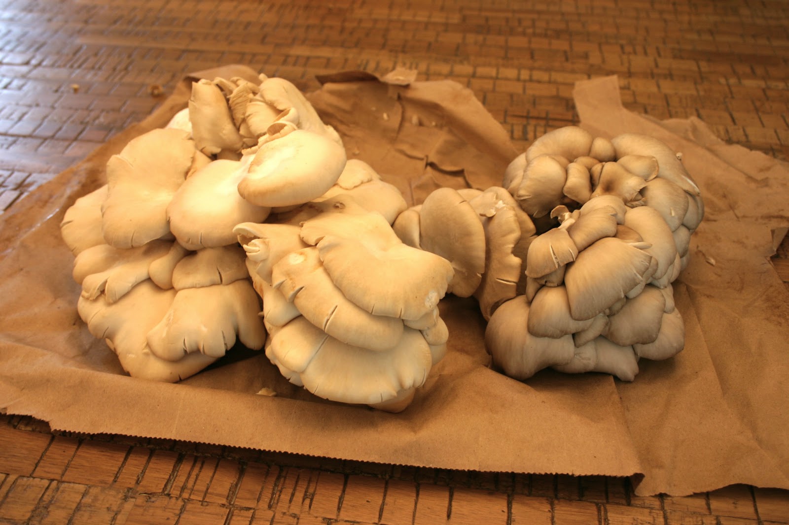 Effortnesslessly Oyster Mushrooms Omelet