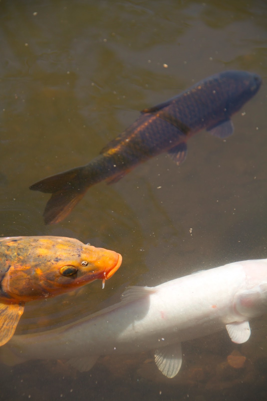EATspeak Mount Tomah Botanical Gardens
