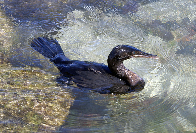 Galapagos Flightless Cormorant Unique in All the World Galápagos