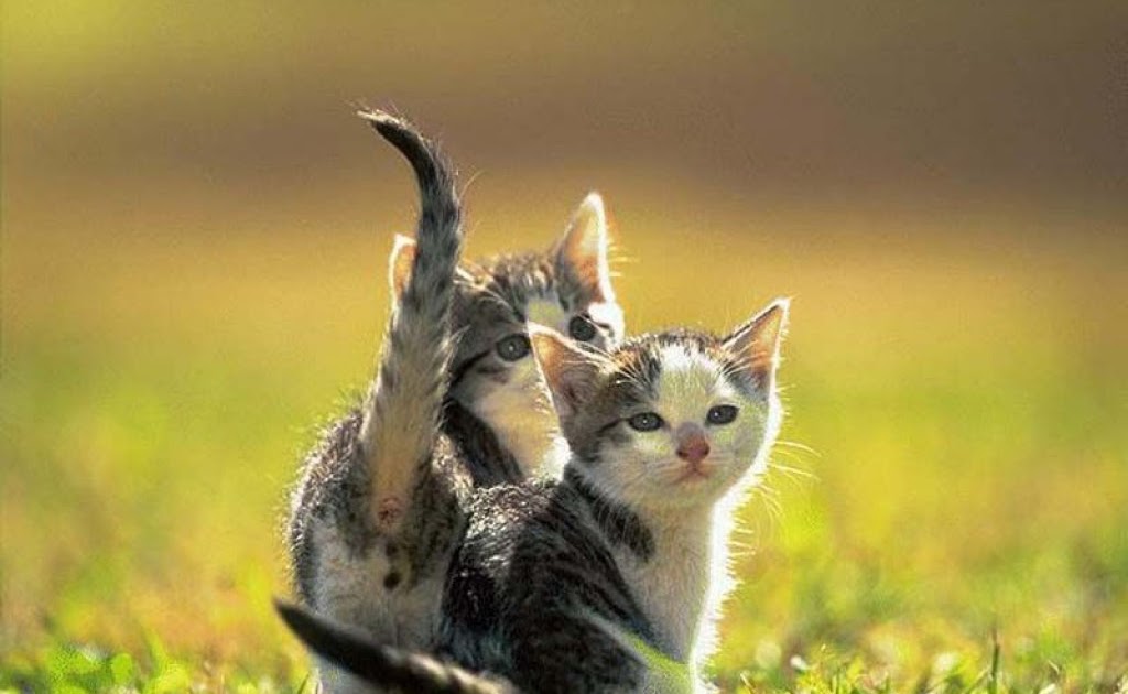 Excellent "Best Animal wallpapers You ever had seen