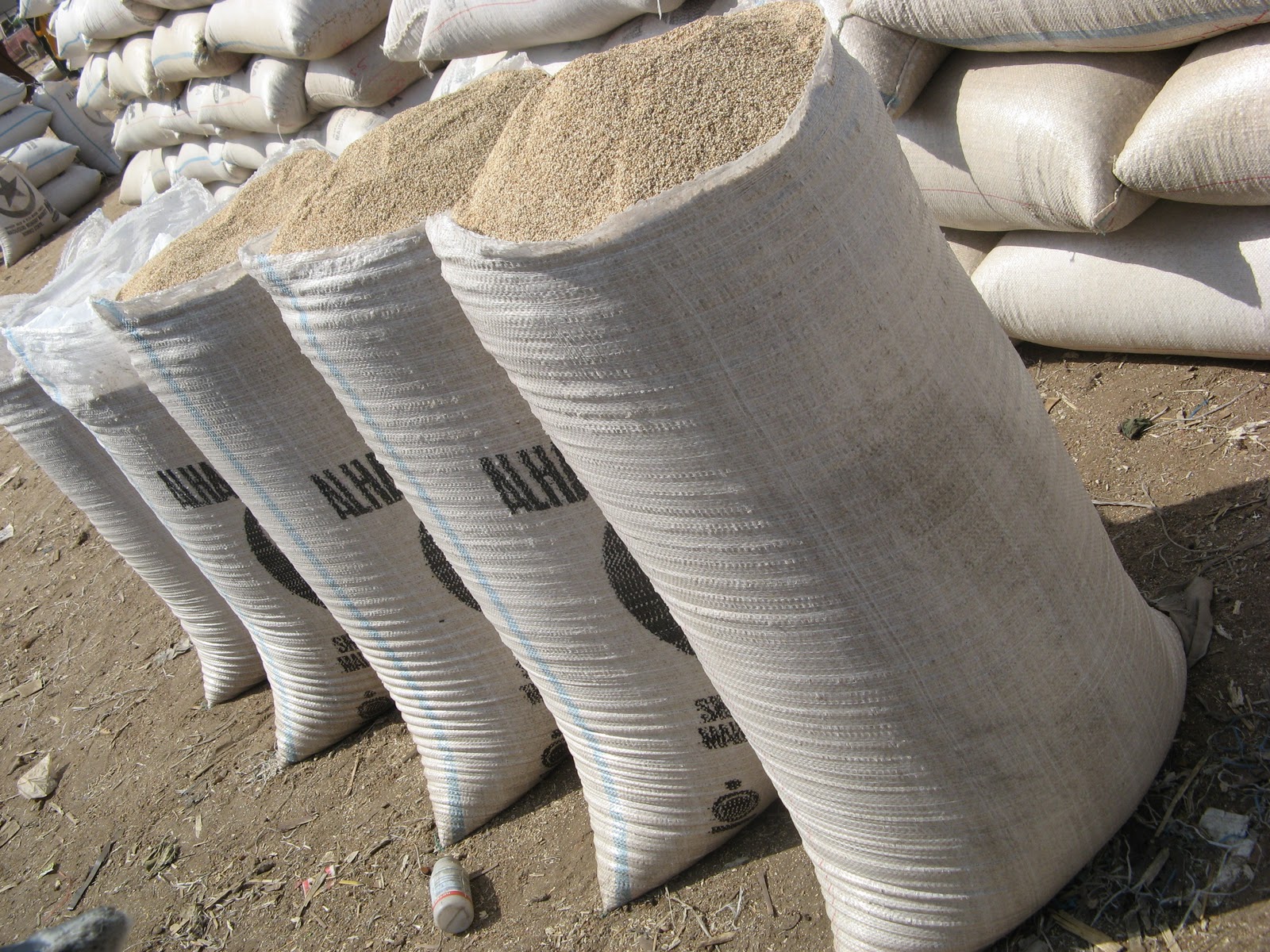 Product Profile Sesame Seeds TradeInfoPortal