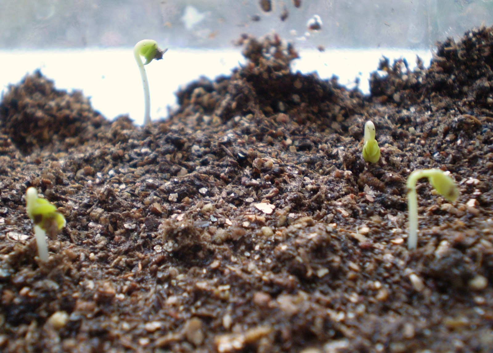 Green Jean seedlings up!