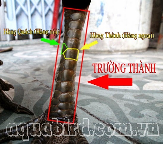 Cach+Xem+Vay+Ga+Choi Cách chọn gà chọi hay - vảy trường thành