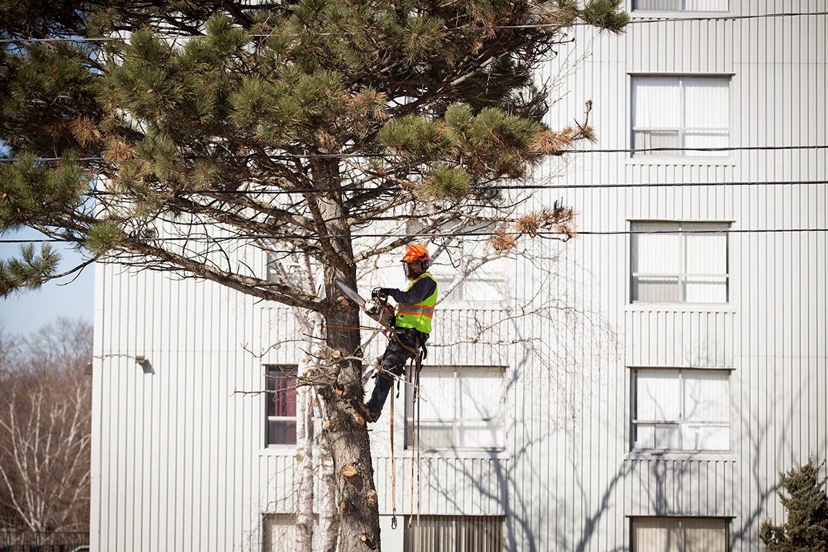 Metzger Tree Service KitchenerWaterloo Tree Service and Tree Removal