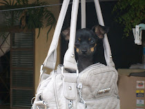 Esta é a Meg, ela está dentro da minha bolsa!!