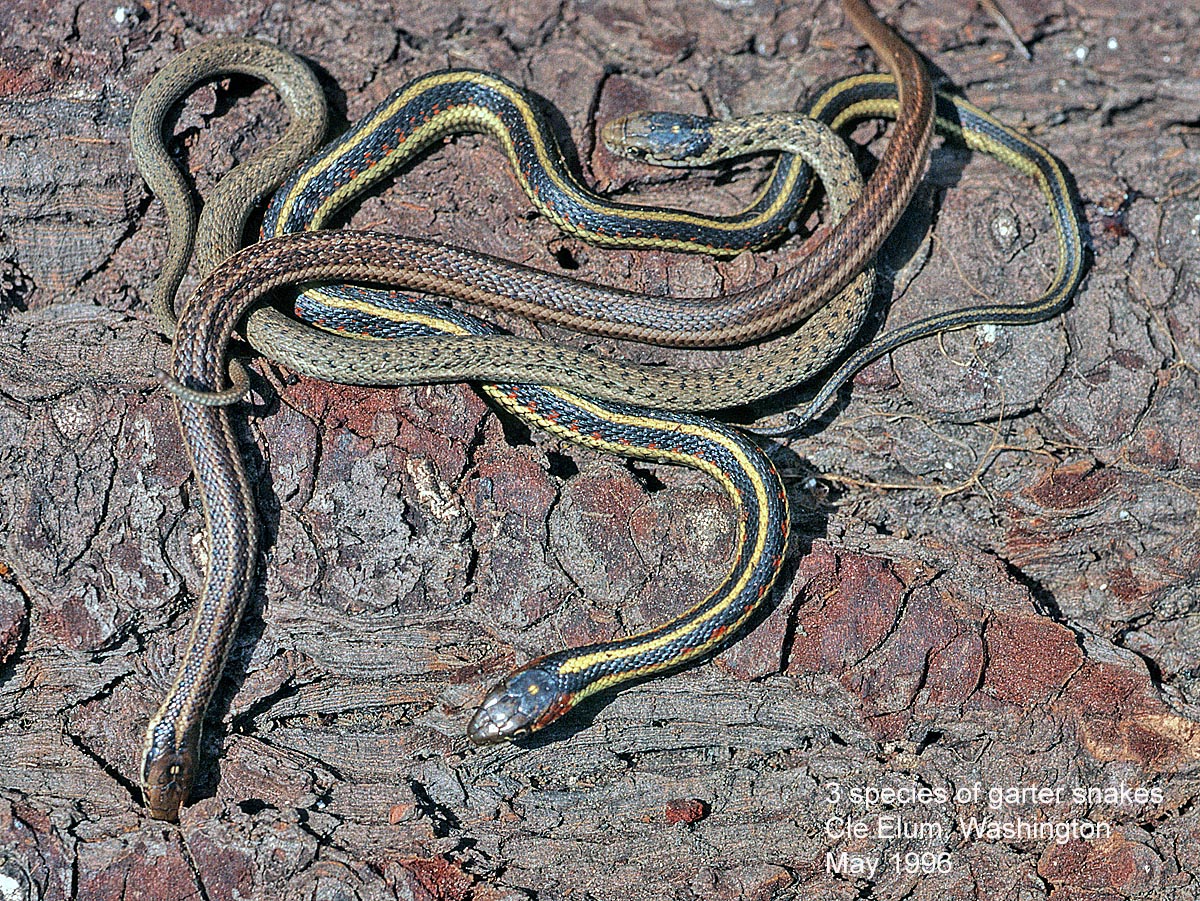 Northwest Nature Notes Garter Snakes