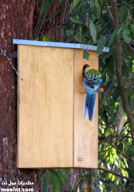 كل المعلومات عن طيور روزيلا ، انواع الروزيلا وتربية طائر الروزيلا كامله Rosella+nest+box+size