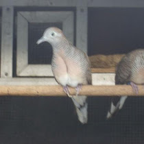 Membedakan Kelamin Burung Tekukur Jantan Dan Betina Jbbkicau