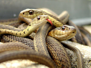 Beautiful Wild animals desktop wallpapers, photography, latest, cool, 2012, 2013, images, pictures, wallpapers Beautiful Wild animals desktop wallpapers, photography, latest, cool, 2012, 2013, images, pictures, wallpapers