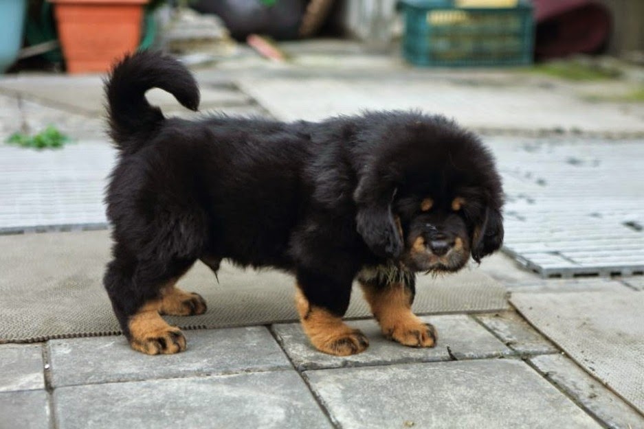 Pet Shop Rusdi Anjing Tibetan Mastiff