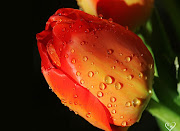 Orange Roses