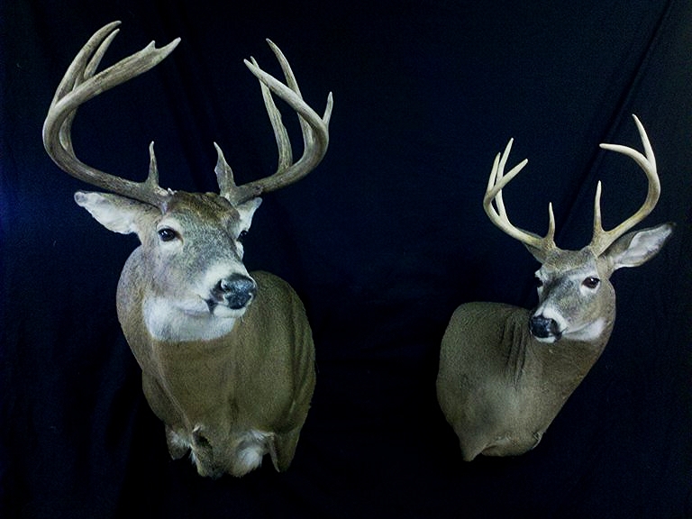 Frosty Hollow Taxidermy Big Game
