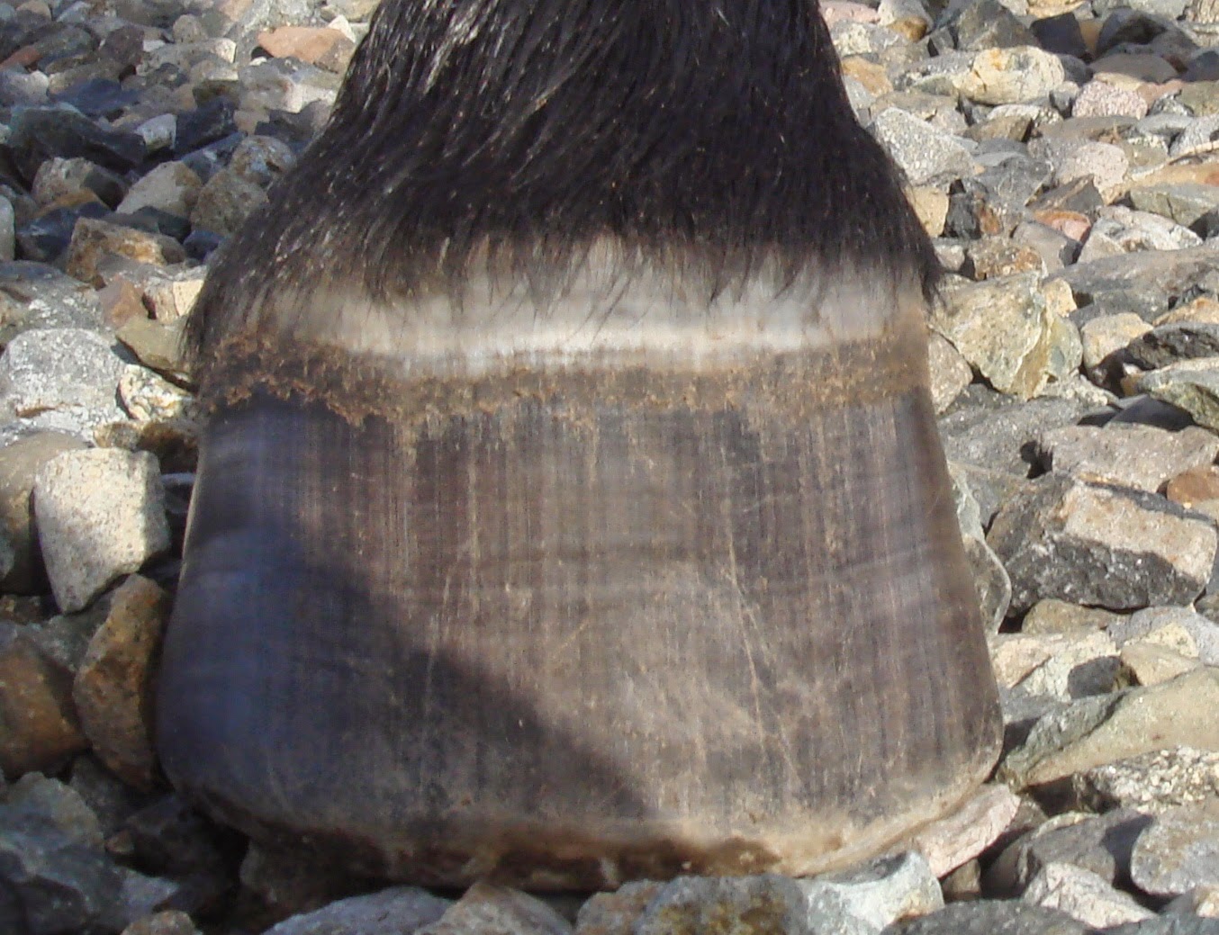 Rainier Equine Hoof Recovery Center The Truth About Hoof Abscesses