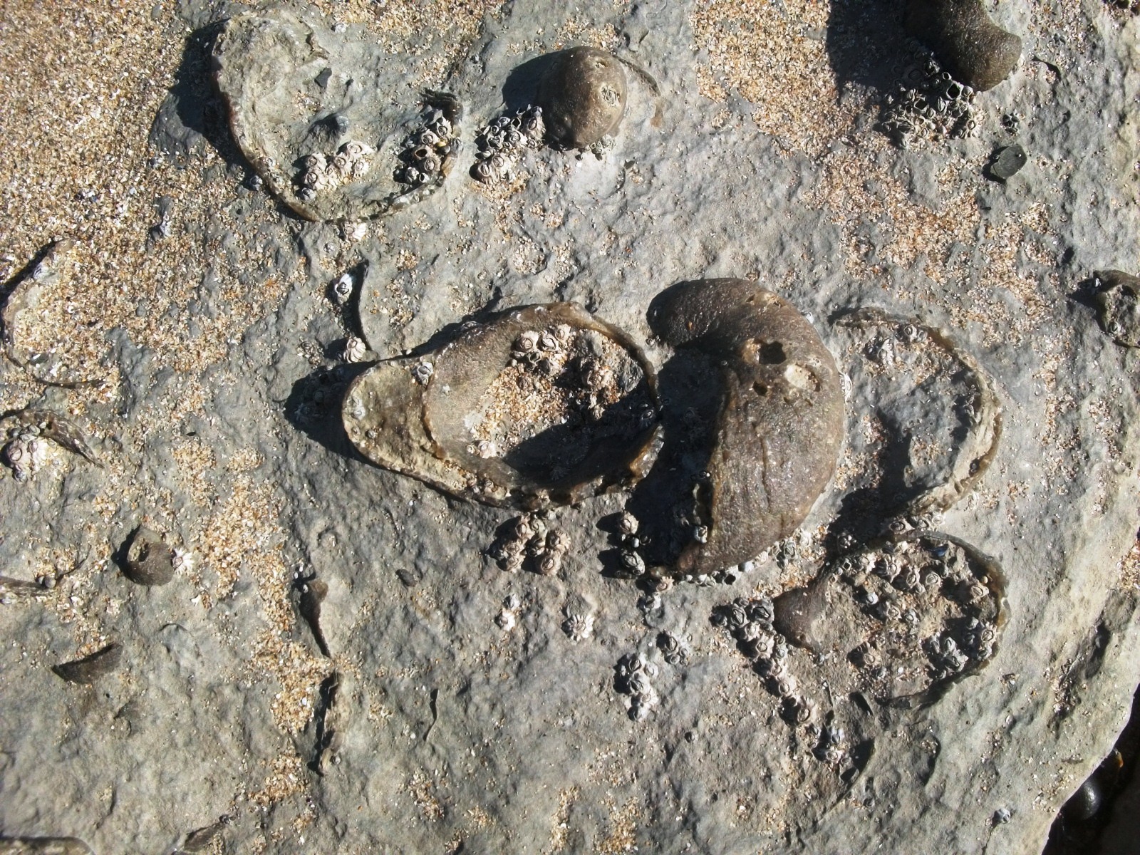 Fossils Of Shells