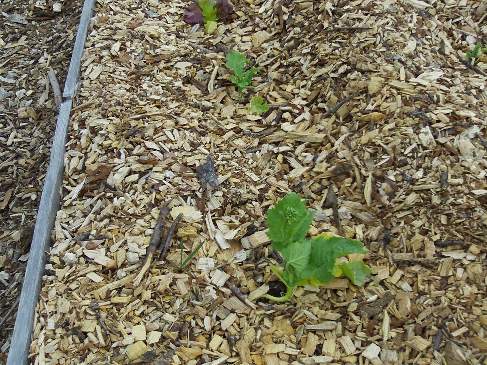 Dave's garden: Back to Eden Film Photo Contest