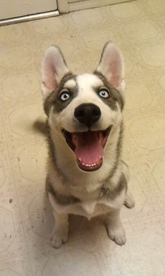 White Wolf Happiest Siberian Huskies Who Show The Best Smiles