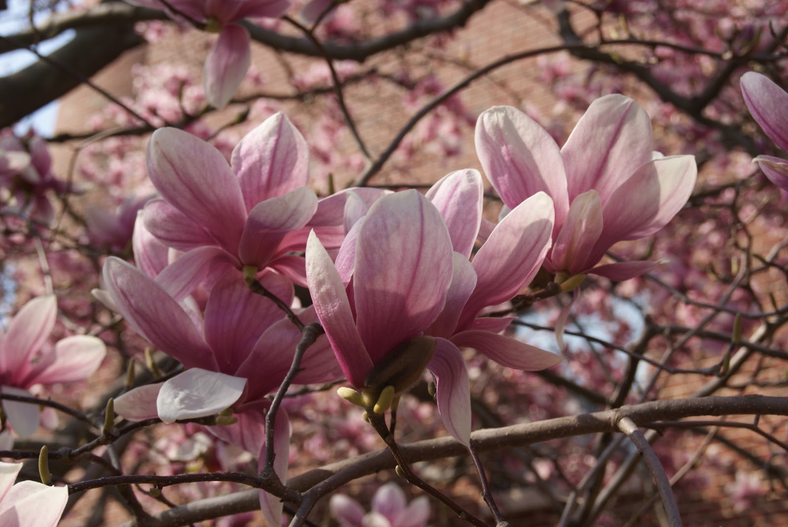 subjectiveday Saucer Magnolias in march