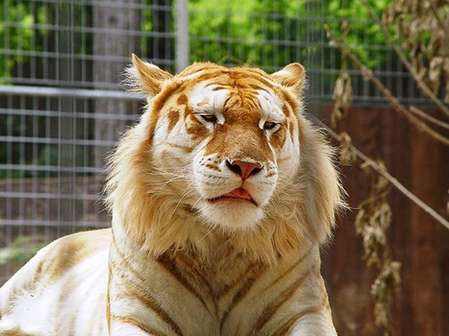 Tigre Dourado, um dos felinos mais raros do mundo