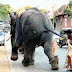 REKHILESH ADIYERI TRYING TO STOP IT WITH ITS TAIL ! Really Funny Picture