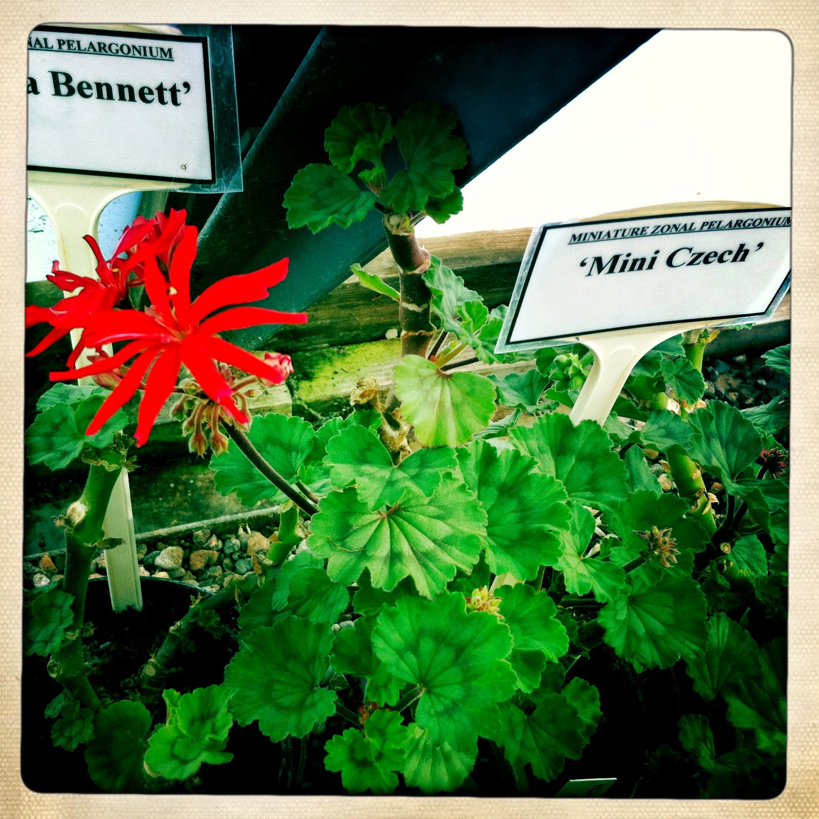 Pelargonium 'Mini Czech' Pelargonium 'Mini Czech'
