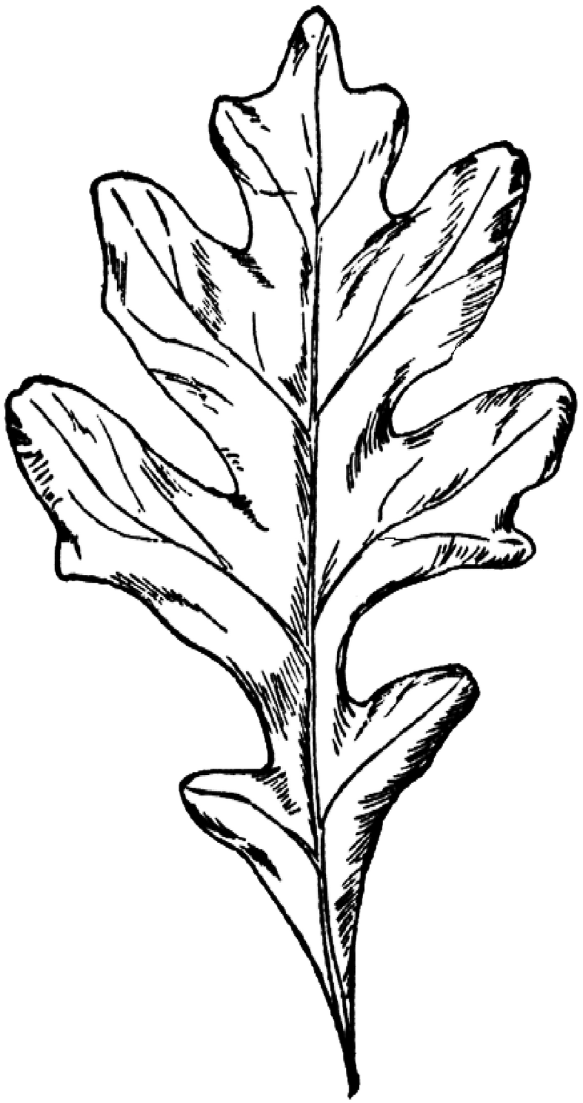 Red Oak Leaf Coloring Pages Coloring Pages