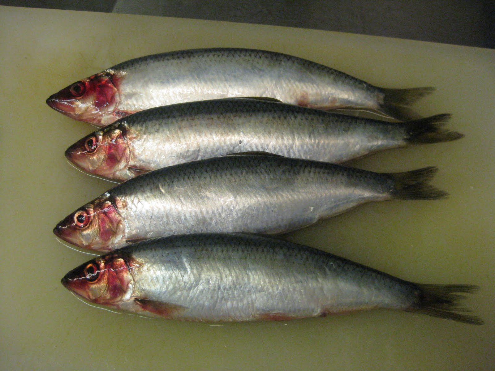 Fish Herring