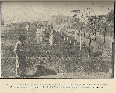 SERICICOLA DE BARBACENA CANTEIROS PARA PLANTIO AMOREIRAS