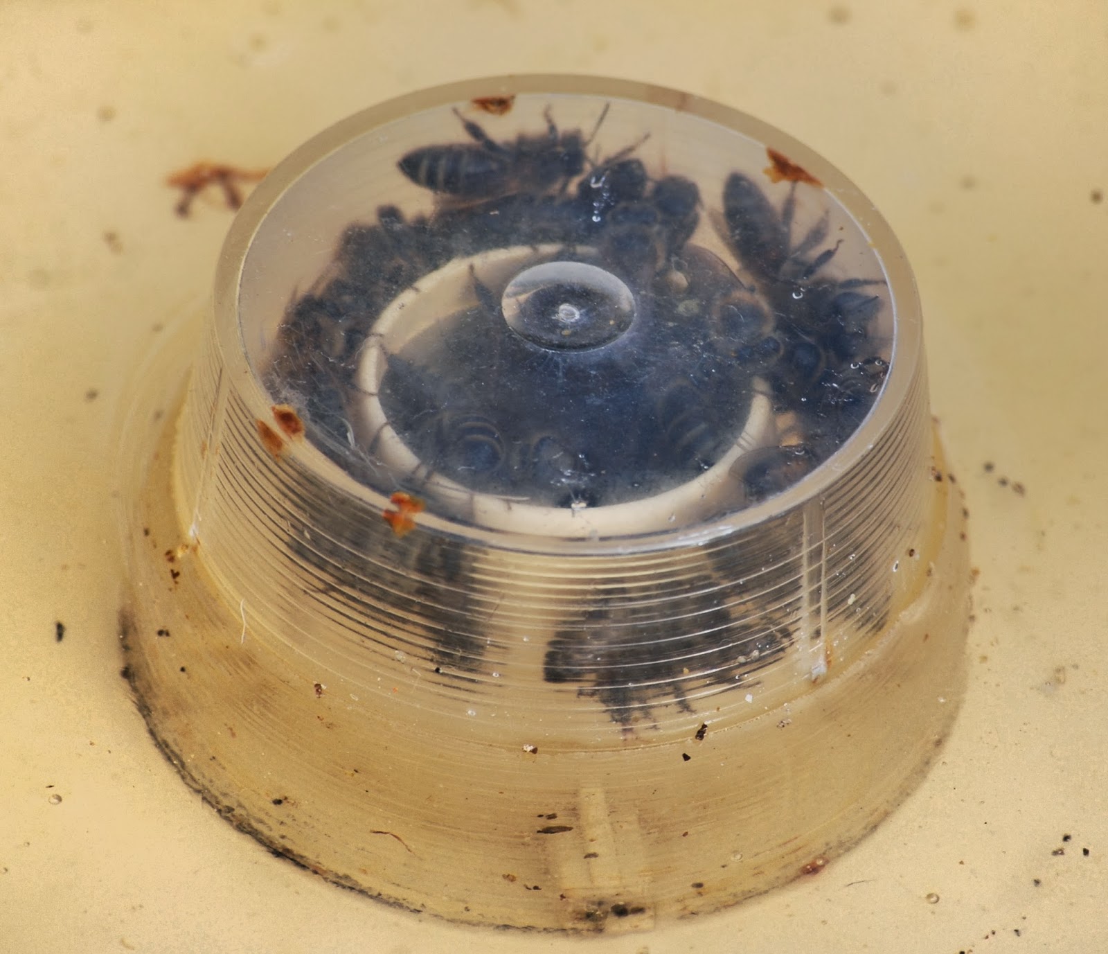 bluebird feeder hole size bluebird feeder hole size
