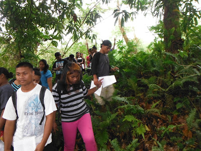 Hike into the land of the ferns